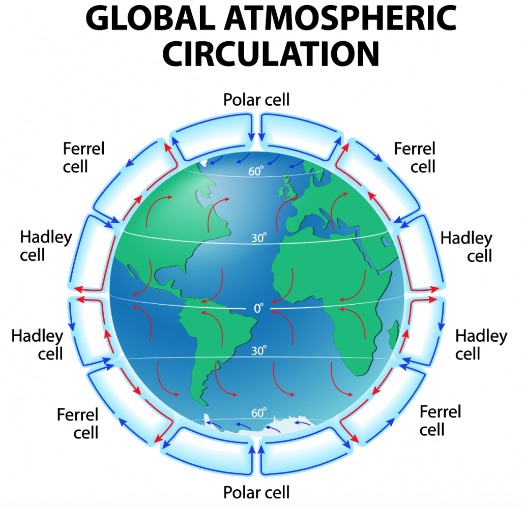 <p>circulation is represented by 12 cells, mirrored across the equator and north-south divide - hadley cells directly above and below the equator, ferrel cells above these, and polar cells at the poles. each one is a convection current. displayed best in a diagram as shown</p><p>Hadley/Hadley/ split is at 0<sup>o</sup>/the equator, Hadley/ferrel cell at 30<sup>o</sup>, and ferrel/polar is 60<sup>o</sup></p><p>the equator is an area of low pressure, high heat and high rainfall. 30<sup>o</sup> gives high pressure/high heat/low rainfall. 60<sup>o</sup> reflects the equator, and the poles / 90<sup>o</sup> reflect 30<sup>o</sup></p><p>surface winds blowing toward the equator are called trade winds, and toward the poles are called westerlies.</p>
