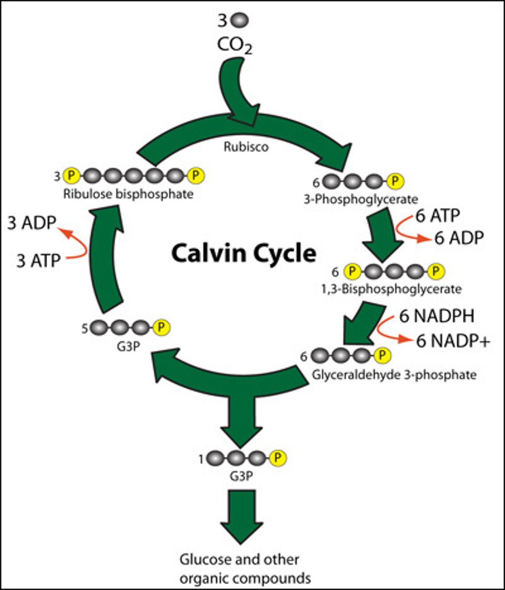 <p>enzyme that catalyzes the first step of the Calvin cycle (the addition of CO2 to RuBP, or ribulose bisphosphate).</p>