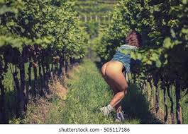 <p>vineyard | winery</p>