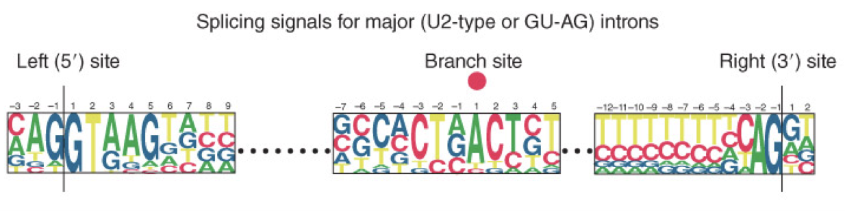 <ul><li><p>seen in majority of introns</p></li><li><p>defined the requirement for these constant dinucleotides at the first 2 and last 2 positions in the intron</p></li><li><p>the ends of nuclear introns are defined by the GU-AU rule (seen as GT-AG in the DNA sequence)</p></li></ul>