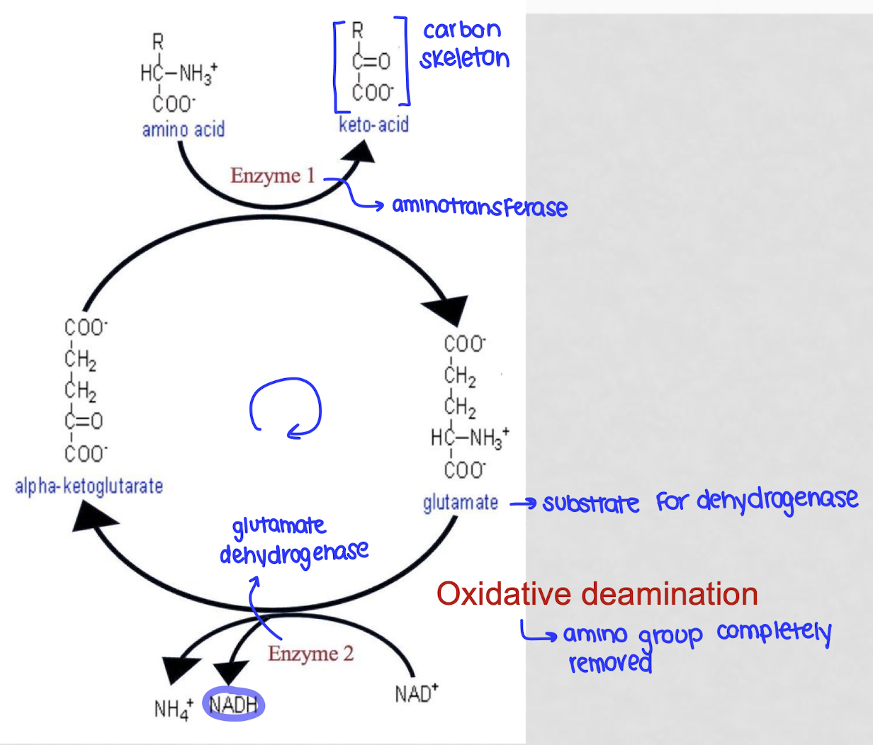 <p>the process by which the body removes an amino group from an amino acid to discard the nitrogen</p><ol><li><p>gives the AA to an ⍺-ketoglutarate through an aminotransferasw, creating glutamate and a keto-acid (leftover carbon skeleton)</p></li><li><p>glutamate is processed by glutamate dehydrogenase where is loses its amino group and produces a free ammonia ionm regenerates ⍺-ketoglutarate so the cycle can start again</p><ol><li><p>energy is captured as NAD+ is reduced to NADH</p></li></ol></li></ol><p></p>