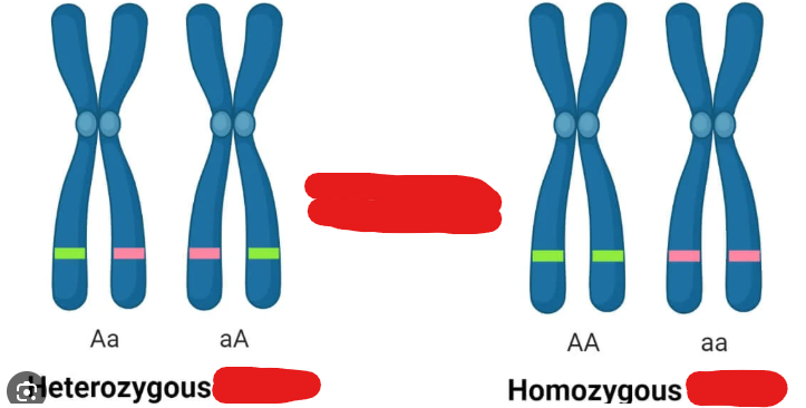 <p>A specific version of a gene. Basically a specific configuration of a segment of a sequence of DNA that codes for a specific type of a certain protein or a specific type of a functional RNA strand in humans. A blue eye gene would be an example of an _____.</p>