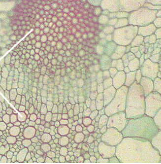 <p>Thick-walled cells for structural support/protection</p><ul><li><p>Fibers: long and narrow </p></li><li><p>Sclereids: clumped</p></li></ul><p></p>