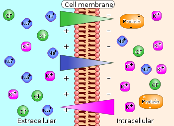 <p><span>The voltage difference across a cell's plasma membrane, created by the unequal distribution of ions inside and outside the cell. </span>Membranes may be polarized by the movement of ions across the membrane. </p><ul><li><p>It gives the cell the ability to do work involving the transport of molecules. </p></li></ul><p></p>