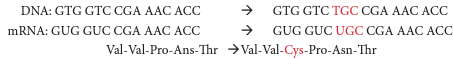 <p>Codon Deletion or Insertion </p>