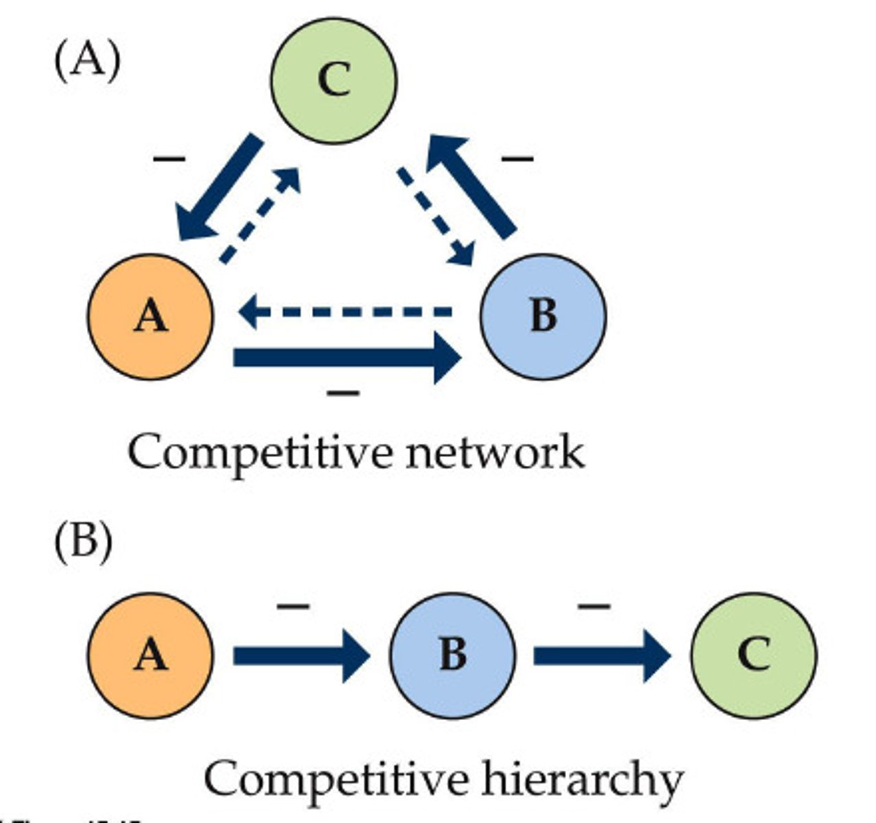 <p>networks - multiple species check one another (maintains diversity!)</p><p>hierarchy - one species dominates relationship</p>
