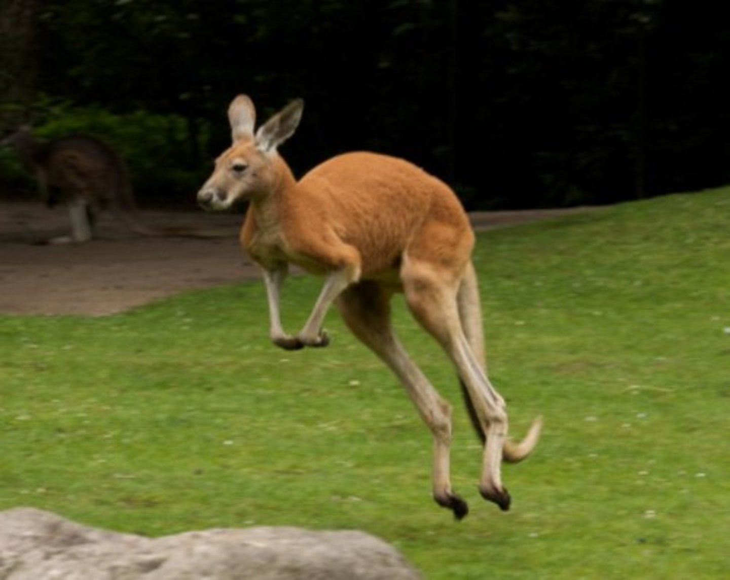 <p>This animal lives in Australia and carries its baby in a pocket.</p>