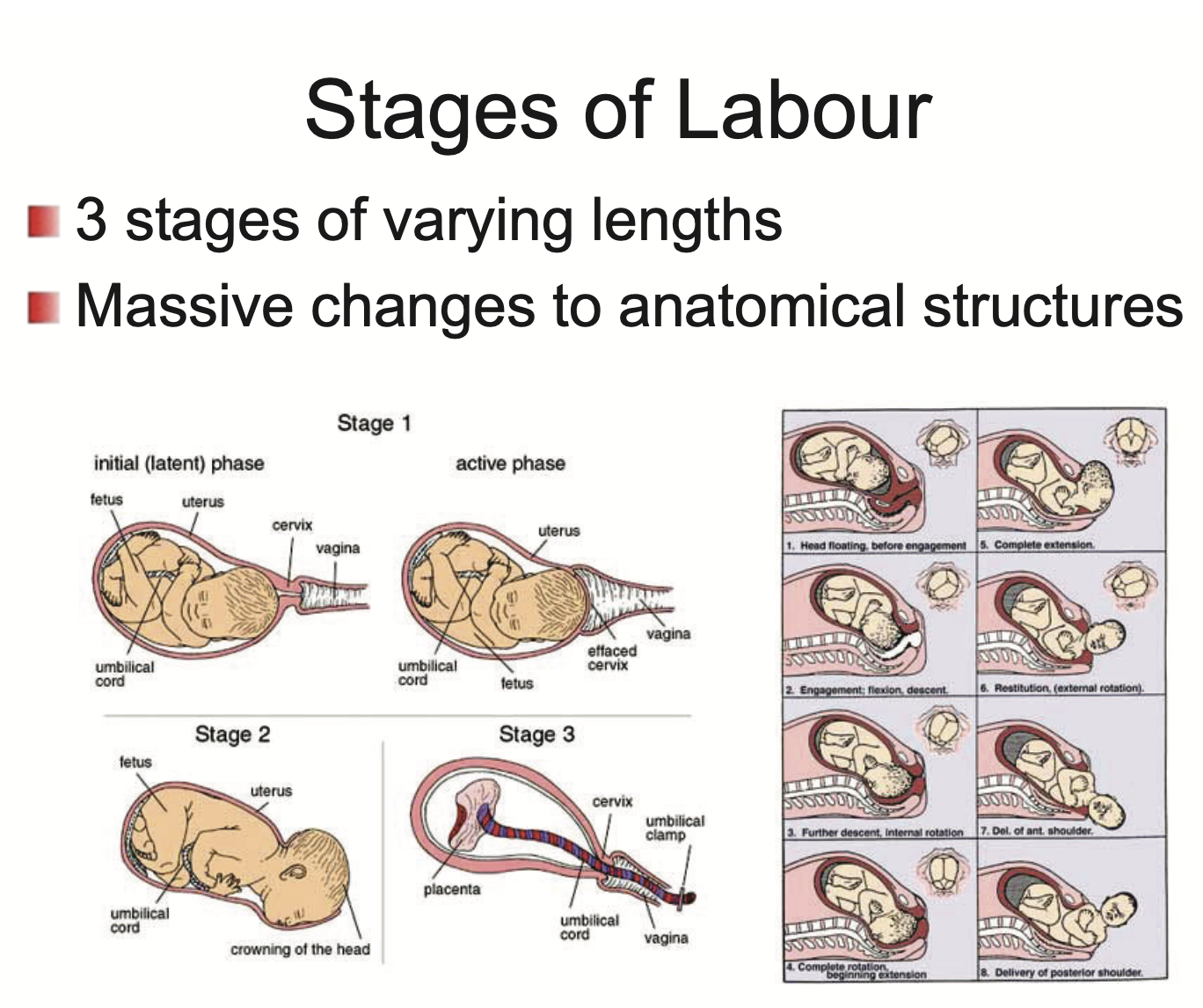 <ol><li><p>Cervix dilation</p></li><li><p>Baby is born</p></li><li><p>Placenta is born</p></li></ol><p></p>