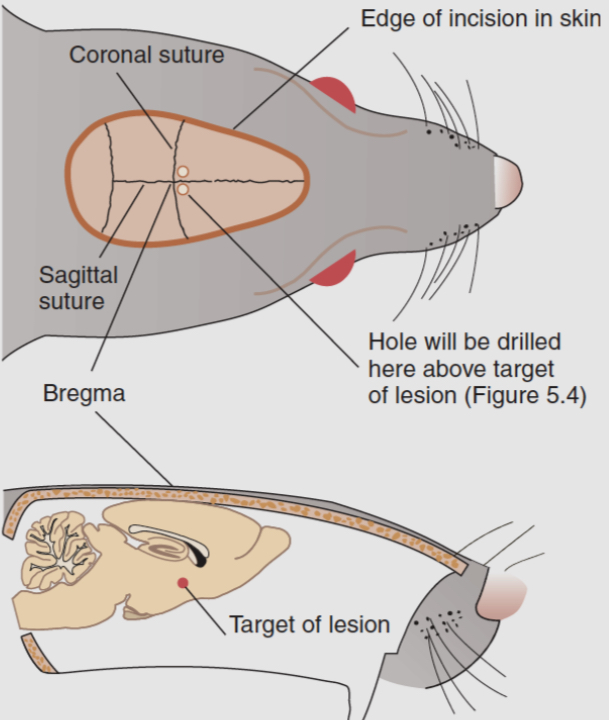 <ul><li><p>it is the junction where pieces of the skull fuse together.</p></li><li><p>Bregma is often used as a reference point for stereotaxic brain surgery</p></li></ul><p></p>