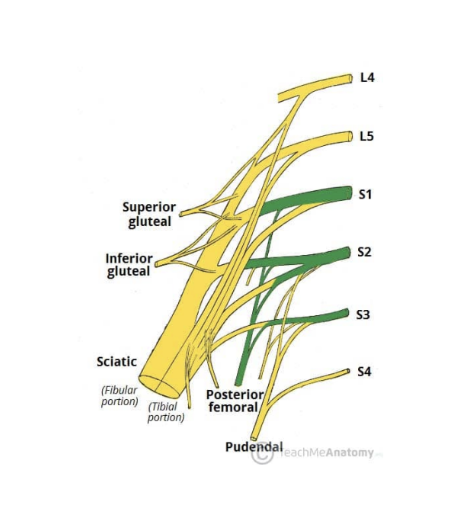 <ul><li><p>4th major nerve of Sacral plexus — leaves pelvis via greater sciatic foramen, enterior gluteal region inferiorly to the piriformis muscle, where it then descends deep to the gluteus maximus &amp; runs down back of thigh to the knee</p></li><li><p>Roots — S1, S2, S3</p></li><li><p>Motor functions — none</p></li><li><p>Sensory functions — innervates skin on posterior surface of the thigh &amp; leg, also innervating skin of perineum </p></li></ul>
