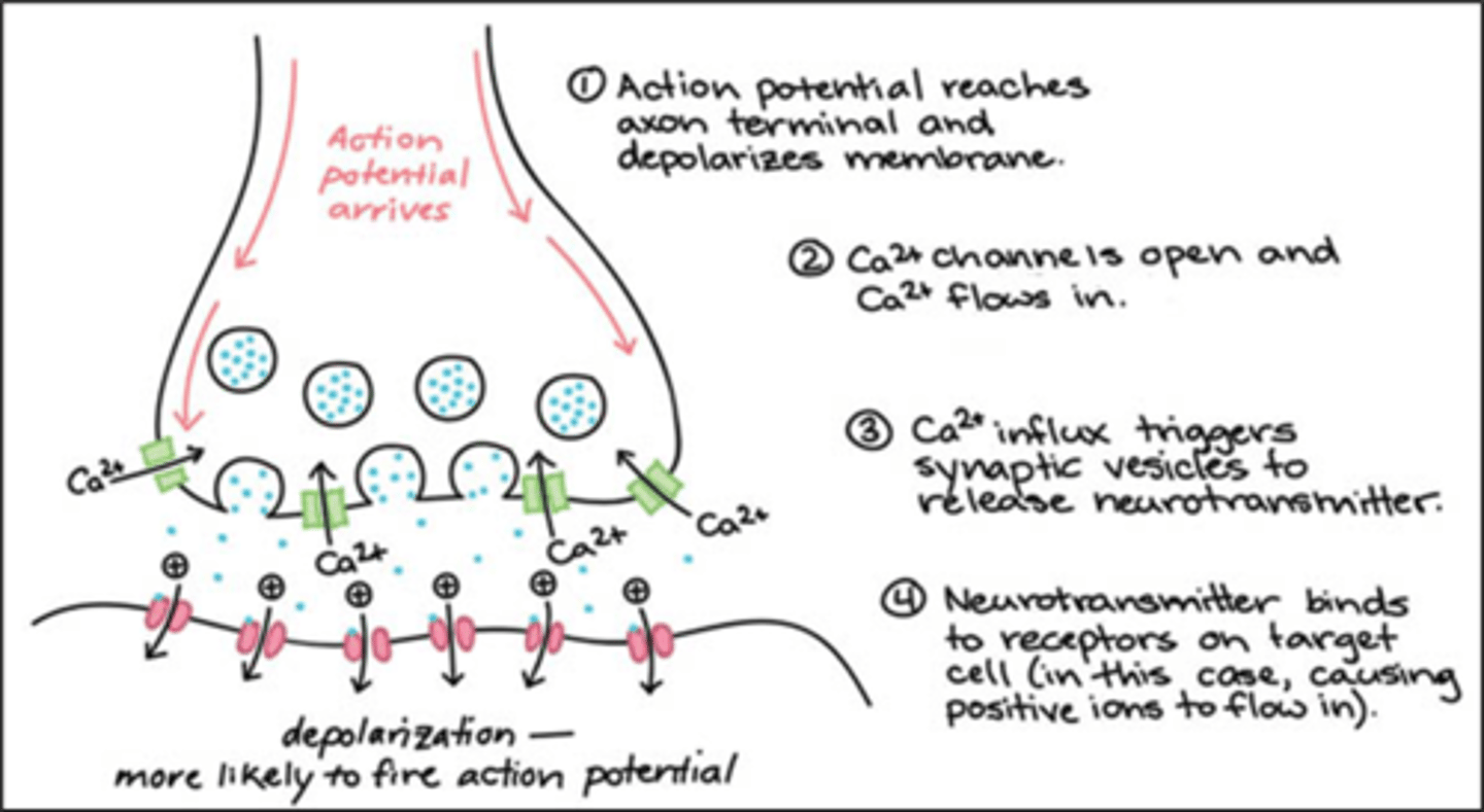 <p>1. Neurotransmitters are synthesised in the terminal buttons or soma, then stored there<br>2. Action potential arrives at the terminal buttons and opens the Ca+ channels and releases the neurotransmitters - called exocytosis<br>3. Neurotransmitters bind to receptors on the dendrites (or soma) of the post-synaptic neuron <br>- Neurons release many different types of neurotransmitters <br>- Neurotransmitters can bind to different receptor types, allowing for complex signalling<br>4. Neurotransmitters separate from the post-synaptic neuron<br>5. Neurotransmitters are reabsorbed by the presynaptic neuron<br>6. Postsynaptic neurons release retrograde neurotransmitters<br>7. Negative feedback sites respond to retrograde neurotransmitters</p>