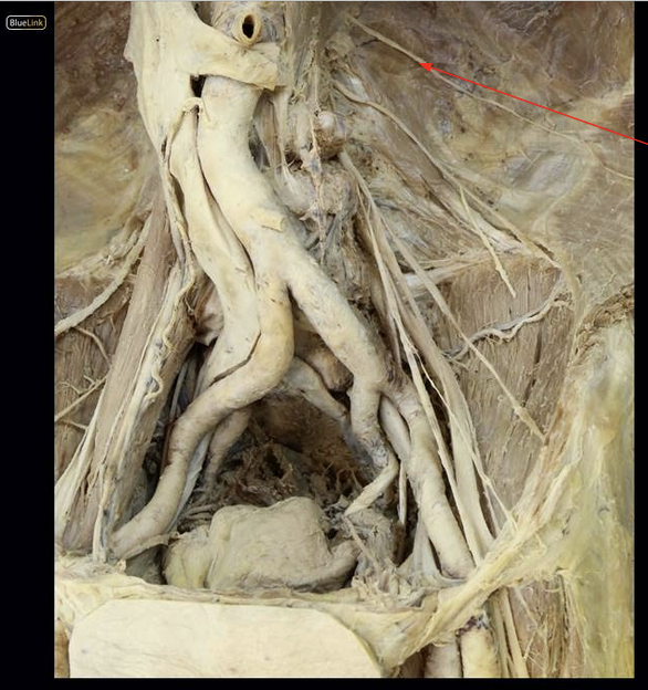 <p>ID Structure</p>