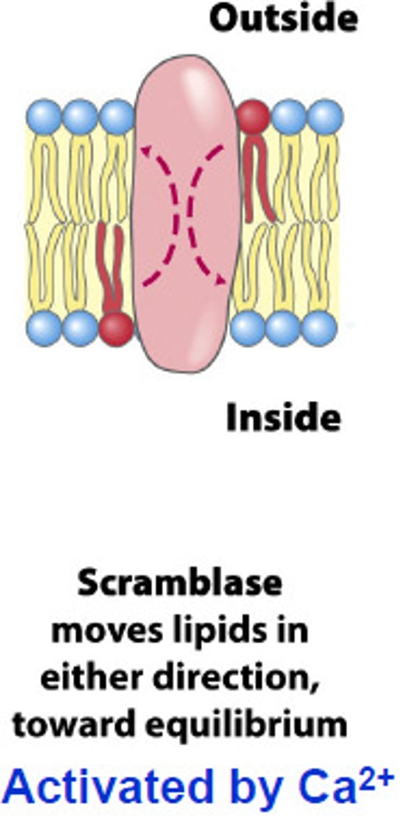 <p>moves lipids in either direction, toward equilibrium</p>