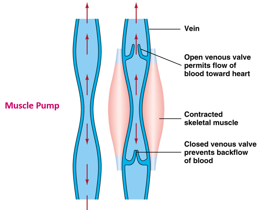 <ol><li><p><u>Low pressure gradient</u>: further from high-pressure area of arteries</p></li><li><p><u>Veins have low resistance to flow</u>: big, flaccid vessels</p></li><li><p><u>One-way valves</u> in veins prevent backflow</p></li><li><p><u>Muscle pump</u>: contraction of muscle pushes blood toward heart</p></li><li><p><u>Respiratory movements</u>: during respiration, pressure in thorax decreases, pulls blood into chest (negative pressure)</p></li><li><p><u>Sympathetic vasoconstriction of veins</u>: decreases volume reservoir, sending more blood to heart</p></li></ol>