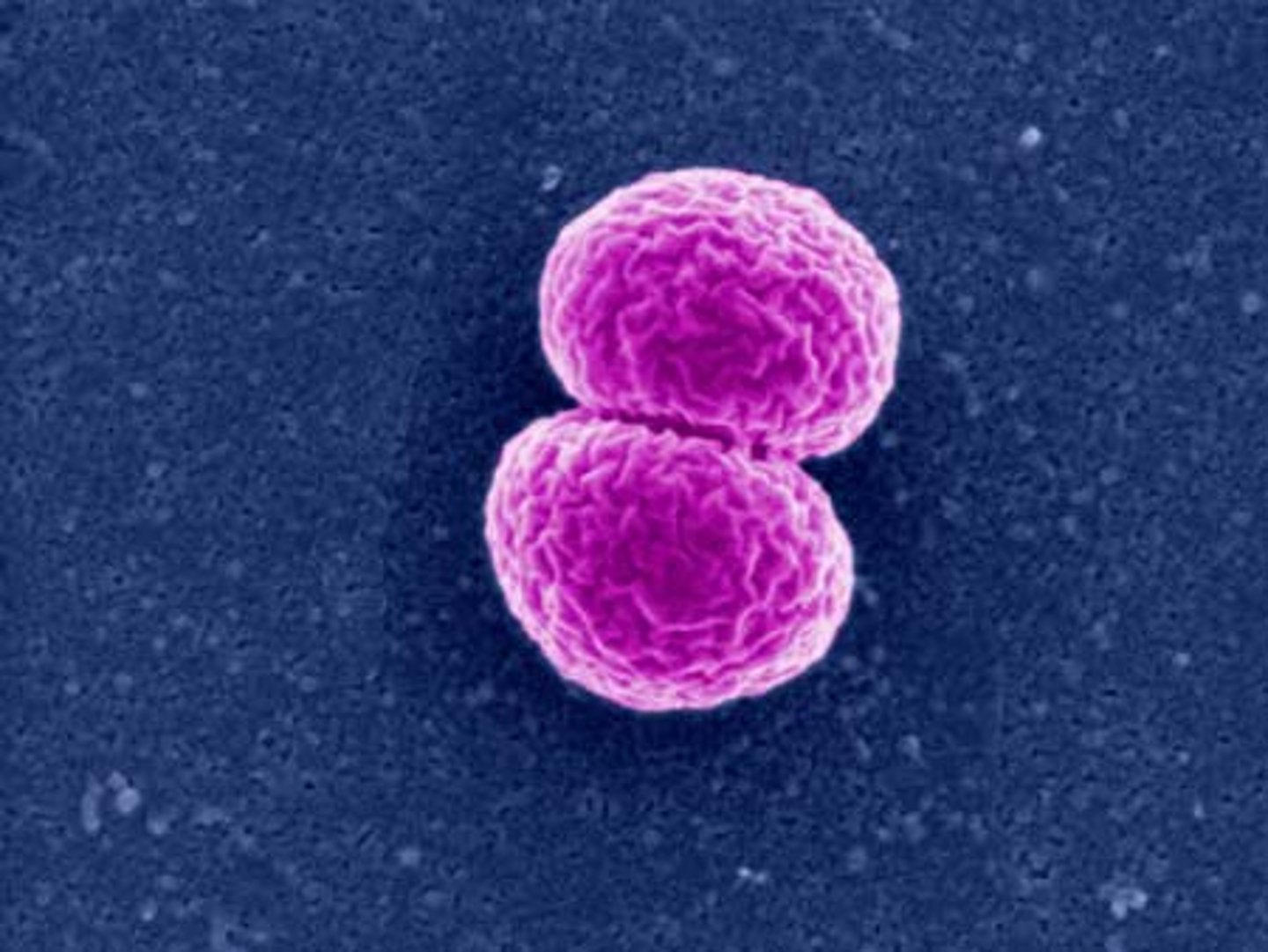 <p>Two attached bacteria</p>