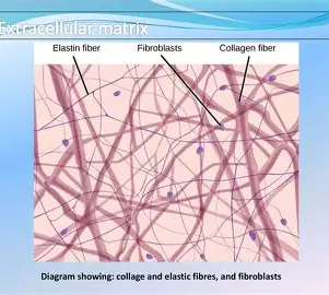 <p>elastic fibres</p>