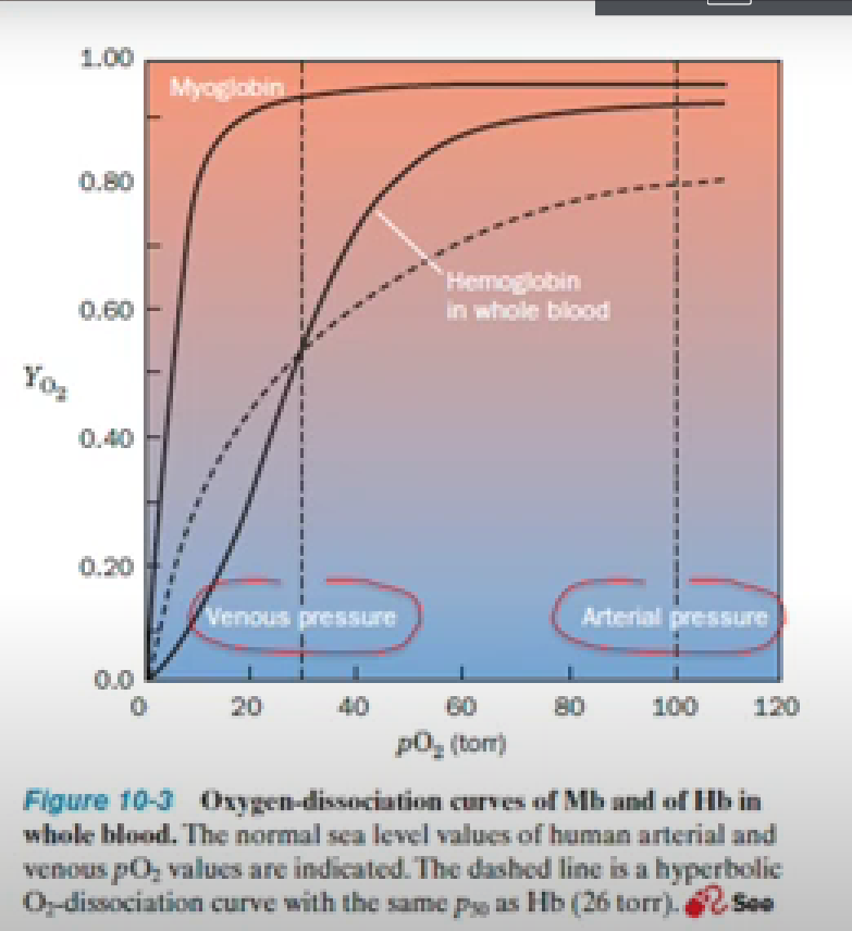 <p>In this graph, what are the three takeaways for <mark data-color="yellow">O<sub>2</sub> binding</mark> to <strong><span style="color: green">myoglobin? </span></strong></p>