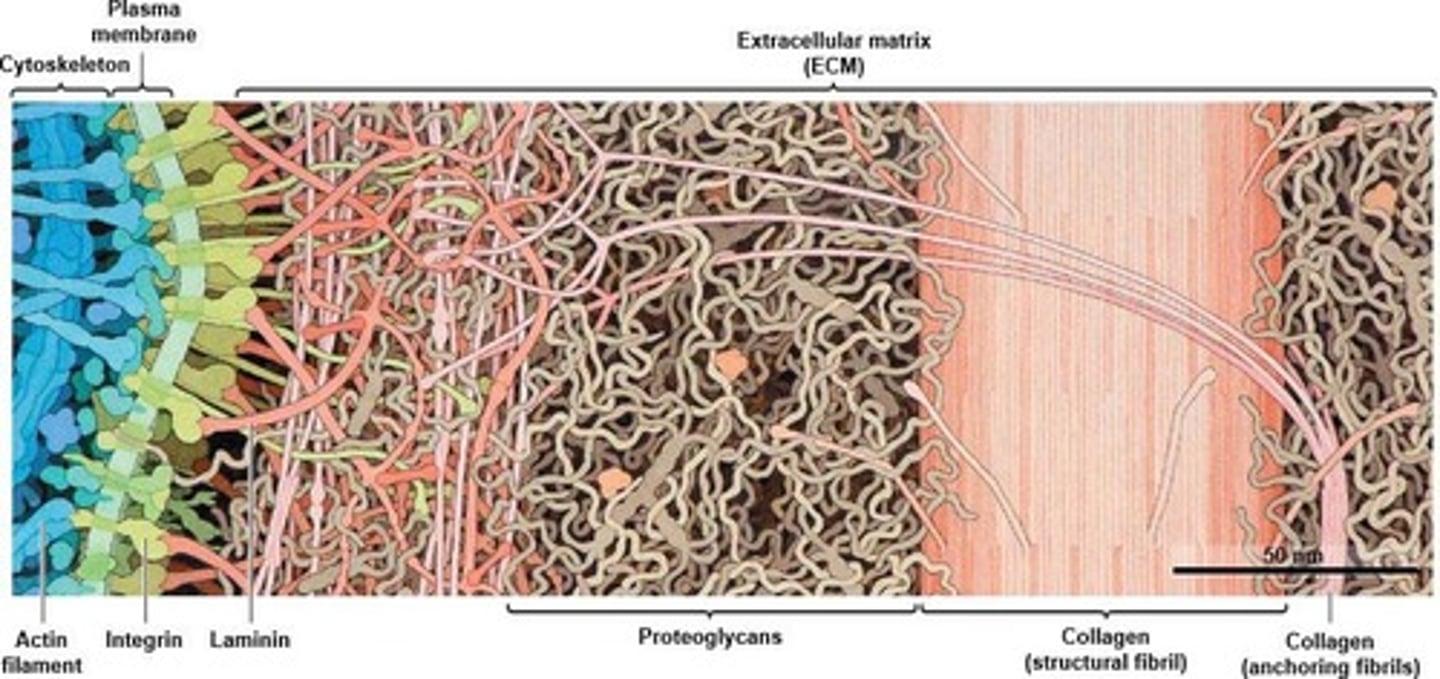 <p>Glycoproteins binding ECM to integrin proteins.</p>