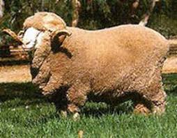 <p>fine wool breed</p>