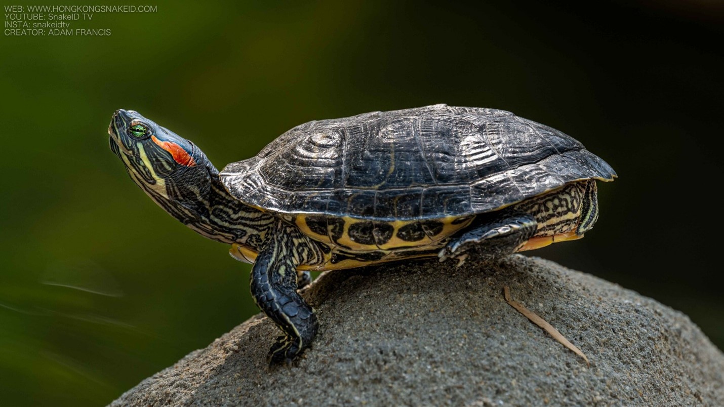 Trachemys scripta 