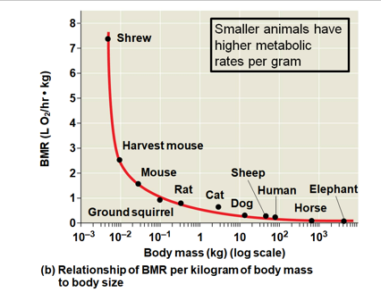 <p>Answer the following questions regarding size and metabolic rate below.</p><p></p><ol><li><p>How much is metabolic rate proportional to body mass?</p></li><li><p>Do smaller or larger animals have higher metabolic rates?</p></li><li><p>What causes smaller animals to have higher oxygen delivery rate, breathing rate, heart rate, and greater blood volume?</p></li></ol>