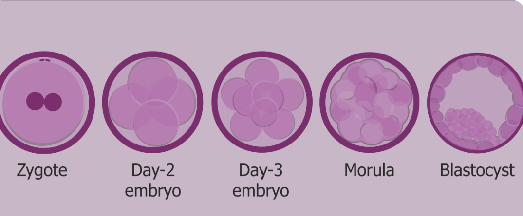 <p>Zygote: single-cell embryo that eventually divides → cleavage (increase cell # w/out increases cells mass) → forms blastomeres → blastocyst is a bunch of cells clumped together to form two cell populations → inner cell mass (embryo proper) and trophoblast (chorion (outer placental layer))</p>
