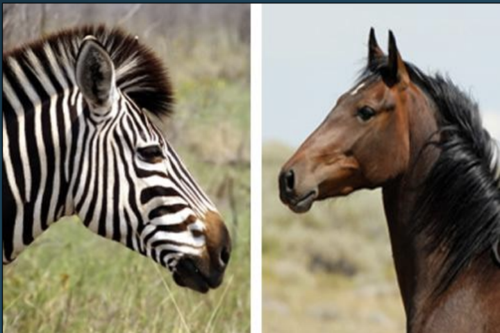 <p>Shared features due to sharing a common ancestor </p><ul><li><p>often similar to one another </p></li><li><p>informative about evolutionary relationships</p></li></ul><p></p>