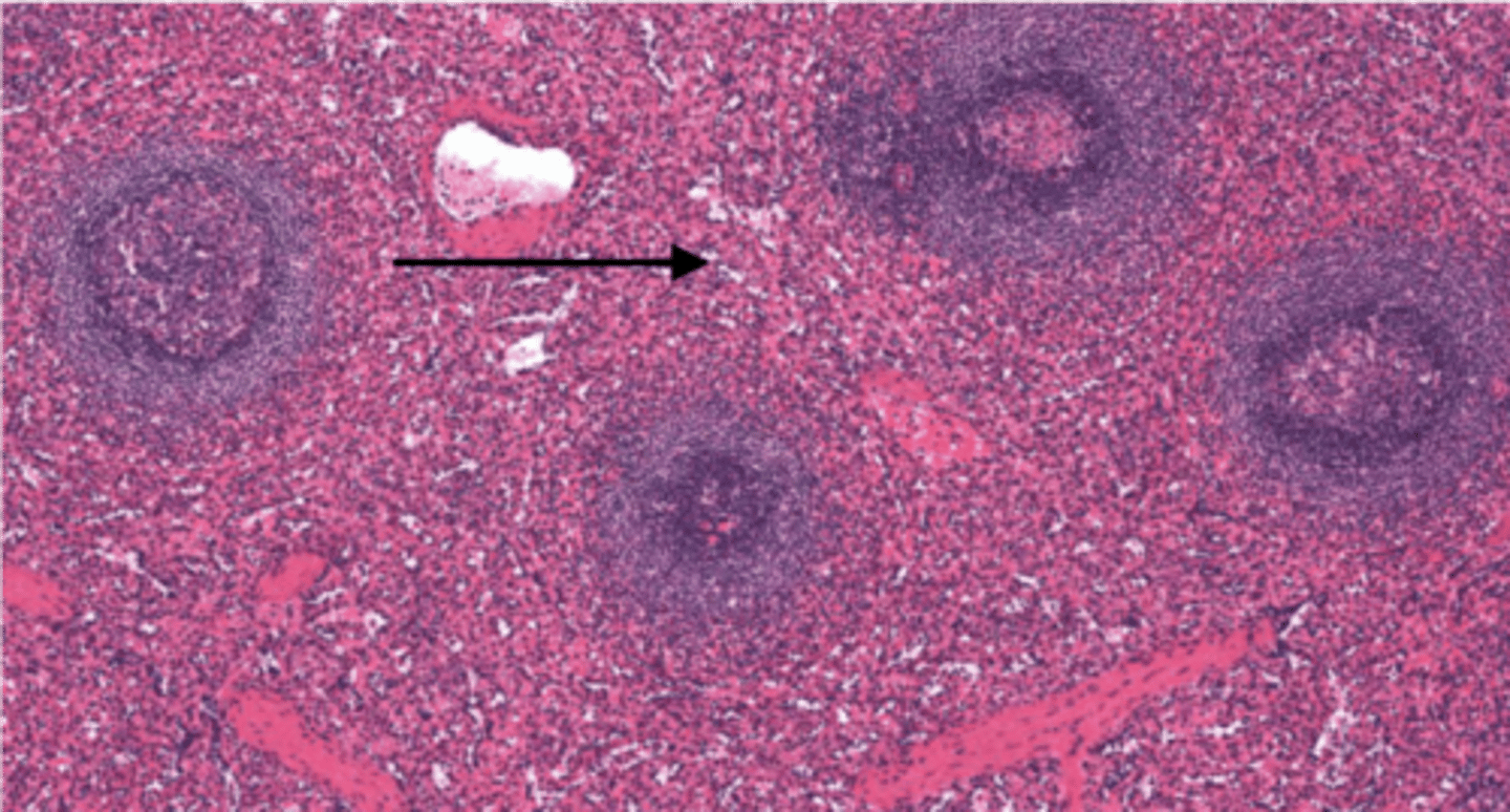 <p>Identify the Structure</p>