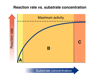 <p>Refer again to the graph.</p><p>In which region is the enzyme saturated with substrate?</p>