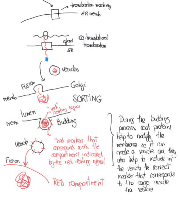 <ul><li><p>Translation begins in the cytosol</p></li><li><p>Signal sequence emerges from the ribosome and is recognized by Signal Recognition Particle (SRP)</p></li><li><p>SRP directs the ribosome-mRNA-nascent protein complex to the target membrane</p></li><li><p>Translation continues as the protein is threaded through the translocation channel</p></li><li><p>Signal sequence may be cleaved during translocation</p></li></ul><p></p>