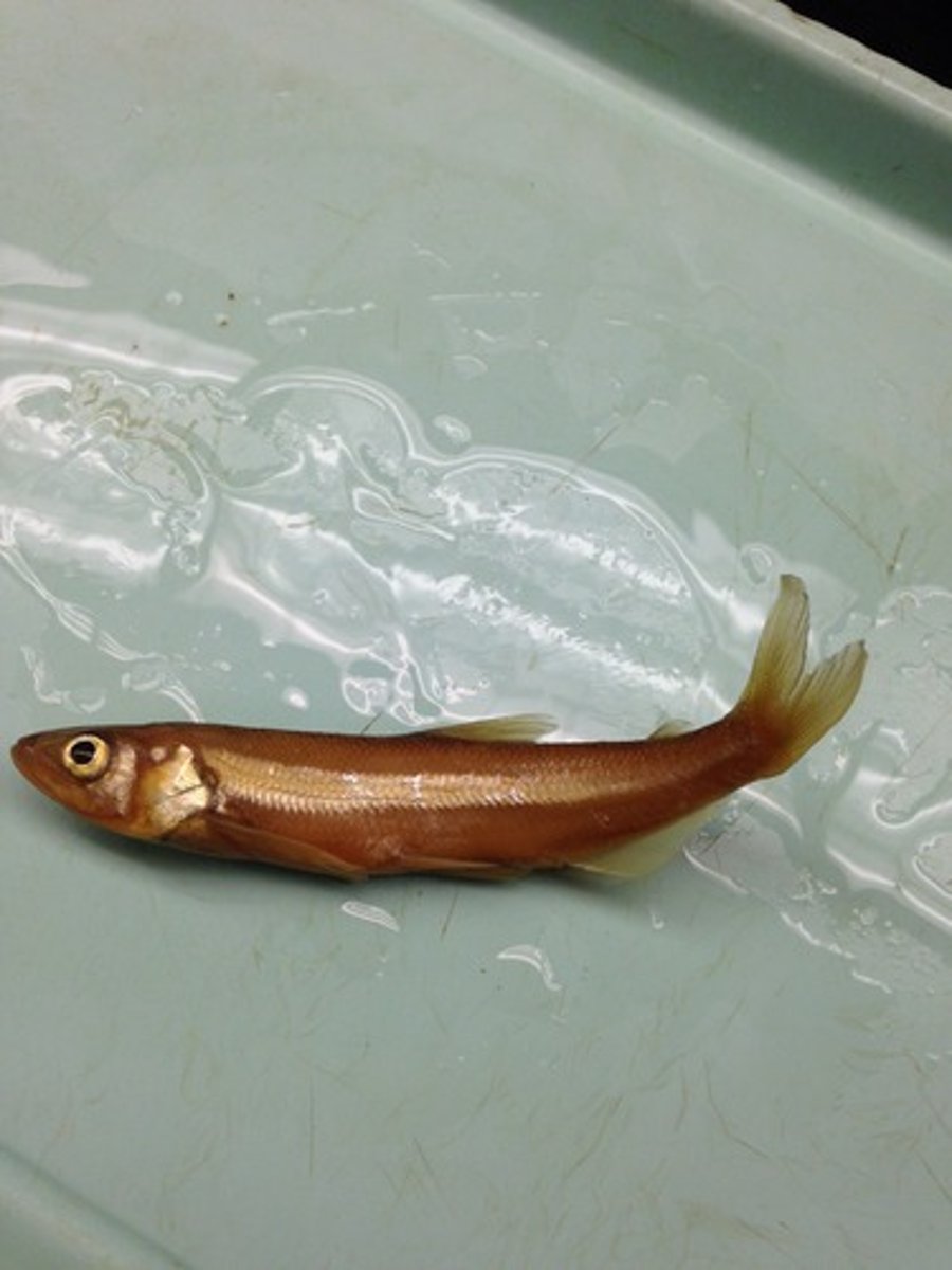 <p>Night smelt</p><p>-Maxillary goes PAST eye, large mouth</p><p>-pelvic fins not large</p>