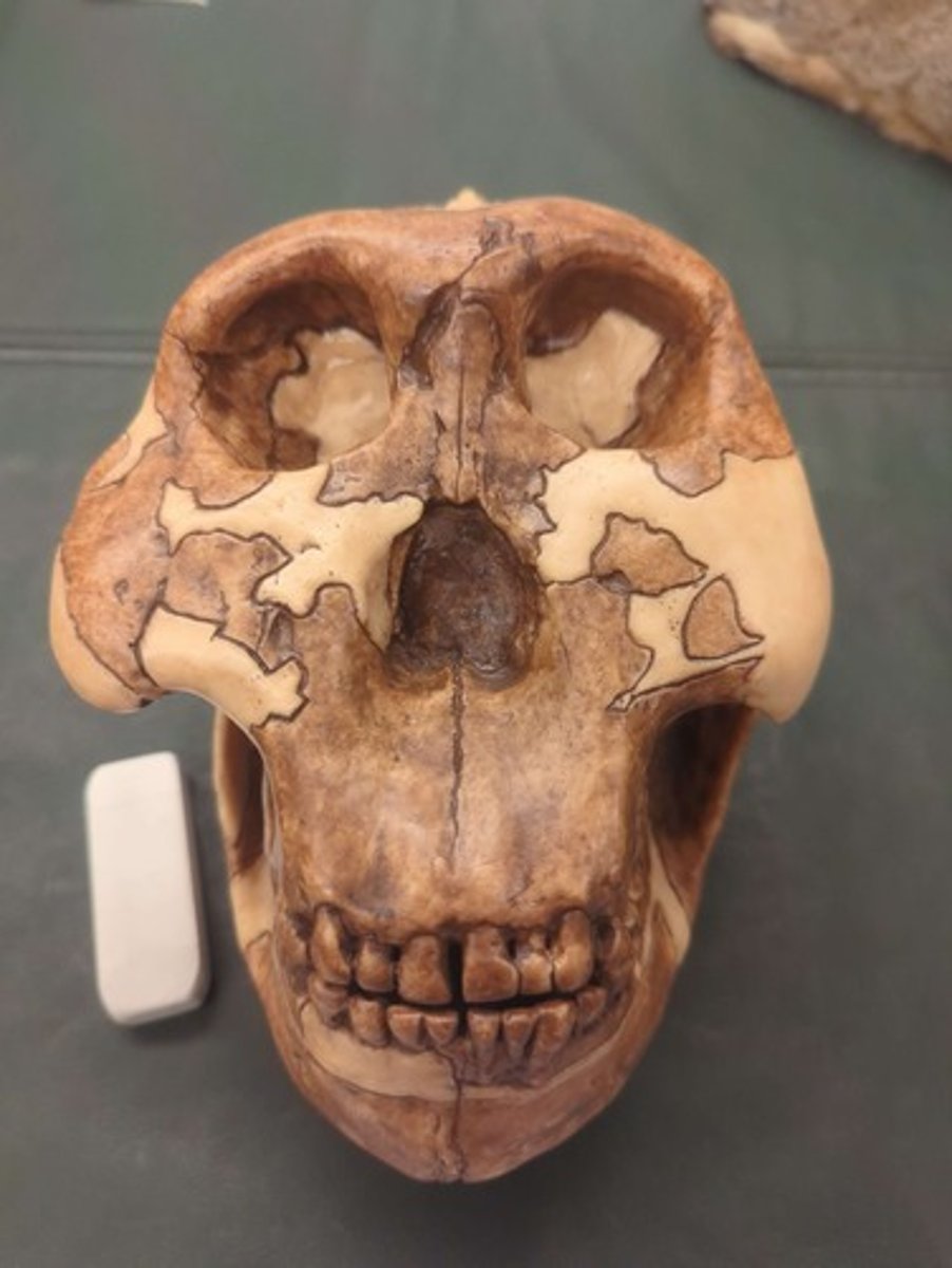 <p>What animal is this? Answer with "Skull" after animal name.</p>
