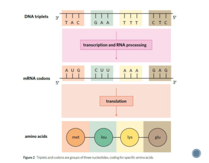 <ul><li><p>protein production</p></li><li><p>transcribed and translated</p></li><li><p>grouping adjacent nucleotides into threes called:</p></li></ul><p>DNA → triplet</p><p>mRNA → codon</p><p>tRNA → anticodon</p>