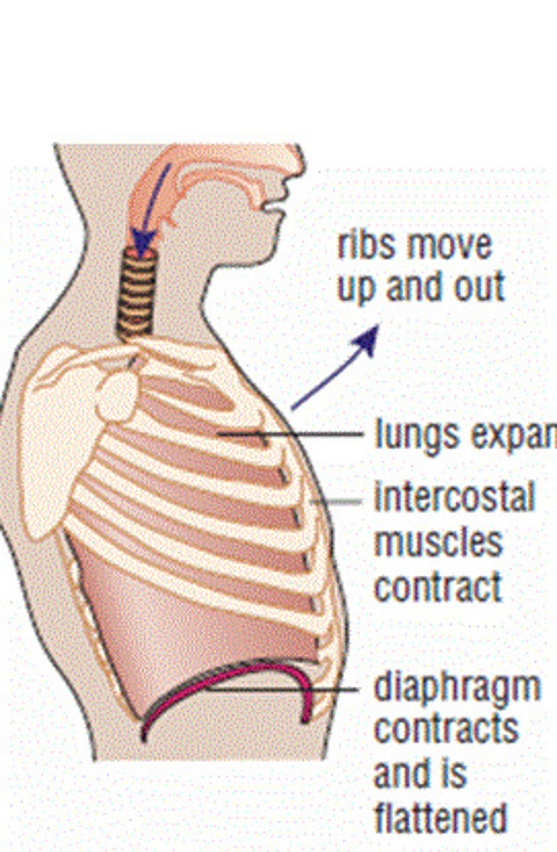 <p>Air flows into the lungs</p><p>- Diaphragm contracts (flexes downwards + thoracic cavity expands)</p><p>- Intercostal muscles contract (lifts ribs and thrusts sternum forward)</p>