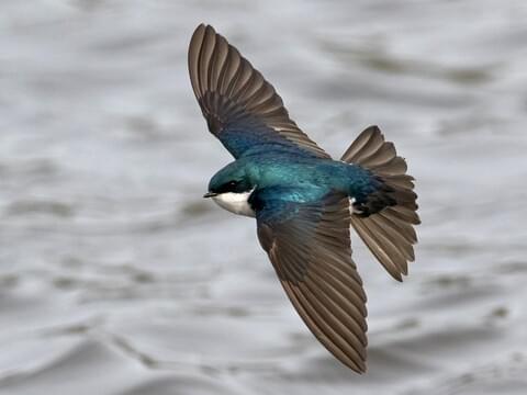 <p>Tree Swallow</p>