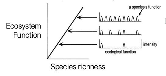 <ul><li><p>Species functionally complement each other because each niche has a function</p></li></ul><p></p>