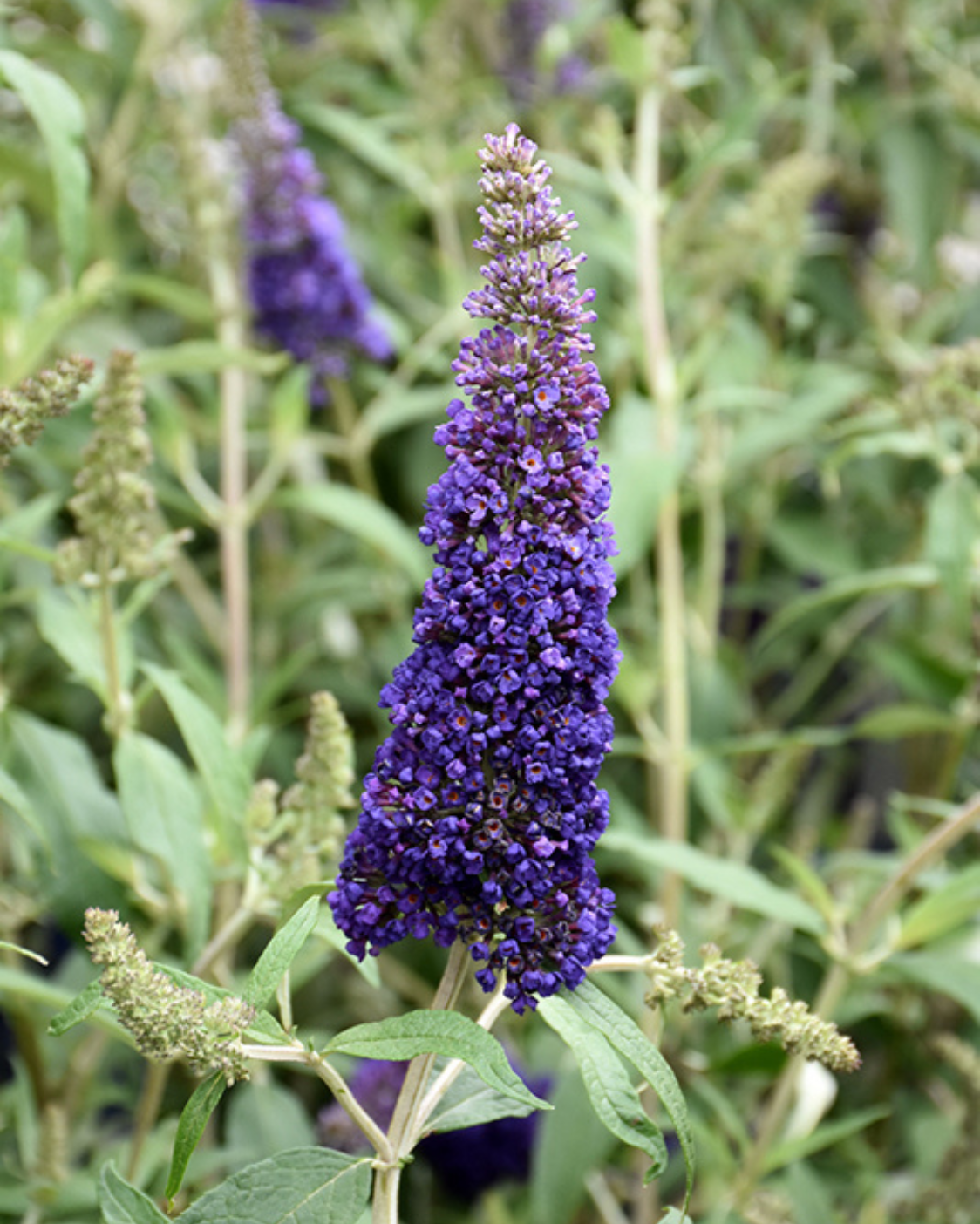 <p>What is plant?</p>