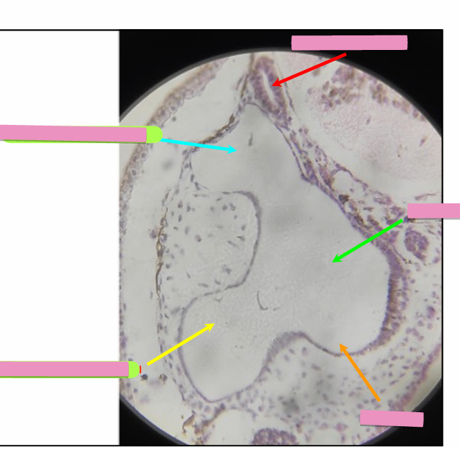<p>what level<br>primary brain vesicle<br>parts</p>