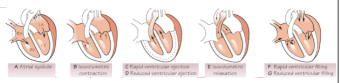 <p>Atrial systole - atrial walls contract</p><p>Ventricular systole - ventricular walls contract</p><p>Diastole - relaxation of heart muscle</p><p>Systole - contraction of heart muscle (myocardium)</p>