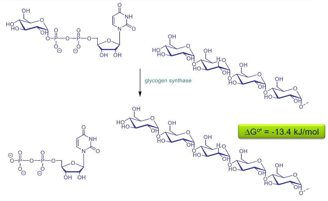 <ul><li><p>substrate: UDP-glucose and the existing glycogen chain</p></li><li><p>enzyme: glycogen synthease</p></li><li><p>product: glycogen chain and UDP</p></li><li><p>yes this reaction is regulated by covalent modification (eg. phosphorylation)</p></li></ul>