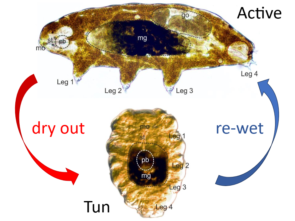 <p>a state called&nbsp;cryptobiosis, which provides them with resistance to multiple environmental challenges, including desiccation, very low temperatures, vacuum, high pressure, and radiation.They can suspend their metabolic activity for years, and survive the loss of up to 99% of their water content.</p><p></p>
