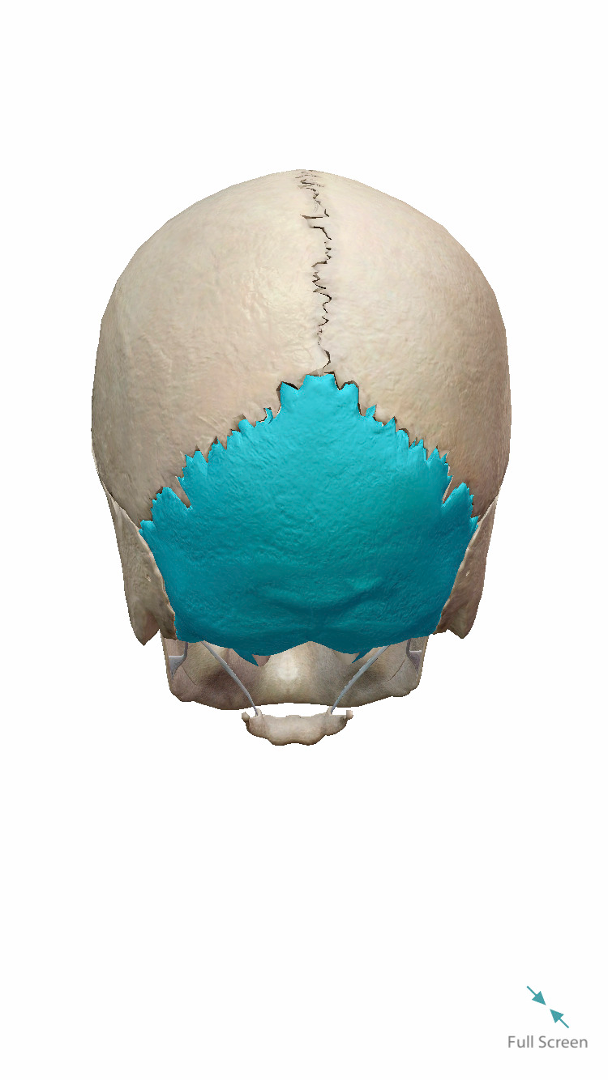 <p>Label highlighted bone</p>