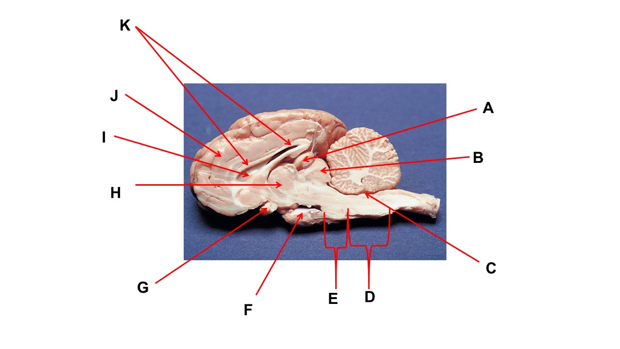 <p><span>Name the region within bracket D.</span></p>