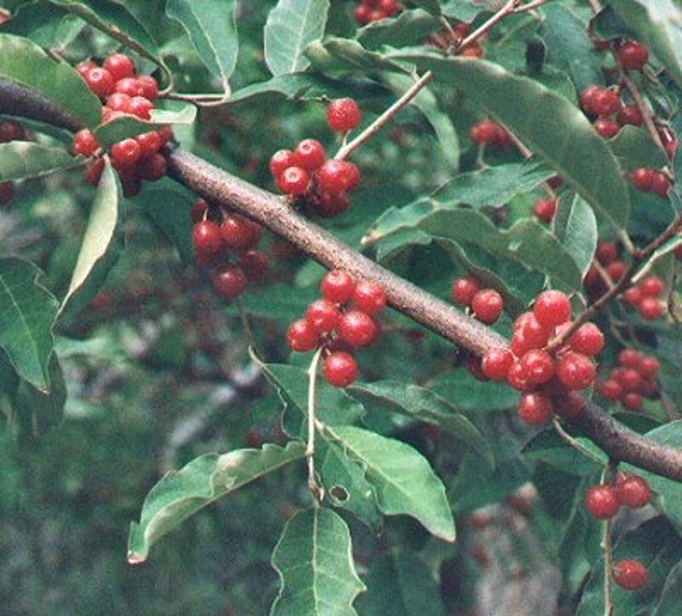 <p>autumn-olive</p><p>Family: Elaeagnaceae</p><p>- Invasive and Everywhere!</p>