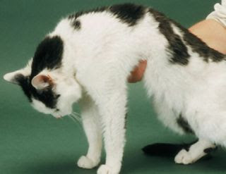 <p>The cat in the image below presents for lethargy, depression, and weakness. The cat can't seem to lift his head (as seen in this image). You recommend running a chemistry panel on the cat. What potential finding explains can explain the findings?</p><p>Low phosphorus</p><p>High urea nitrogen</p><p>Low calcium</p><p>High glucose</p><p>Low potassium</p><table style="width: 0px"><colgroup></colgroup><tbody><tr></tr></tbody></table><p></p>