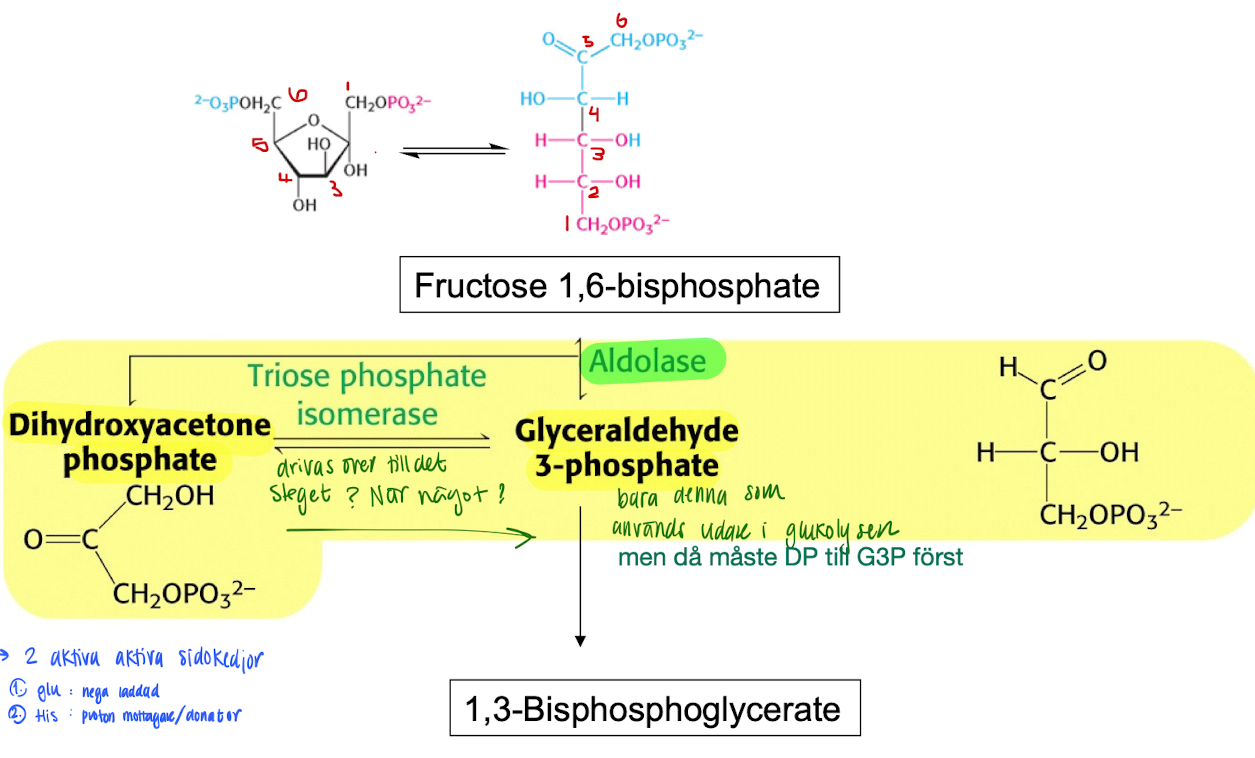 <ul><li><p>Cleaved into 2 trioses using <span style="color: blue"><strong>Aldolase</strong></span> → of those 2, only <strong>glyceraldehyde 3-phosphate (G3P) </strong>will continue to next step. </p></li><li><p>However, the other triose can convert ini G3P through <strong>triose phosphate isosmerase</strong> by forming an enediol intermediate. </p></li></ul><p></p>