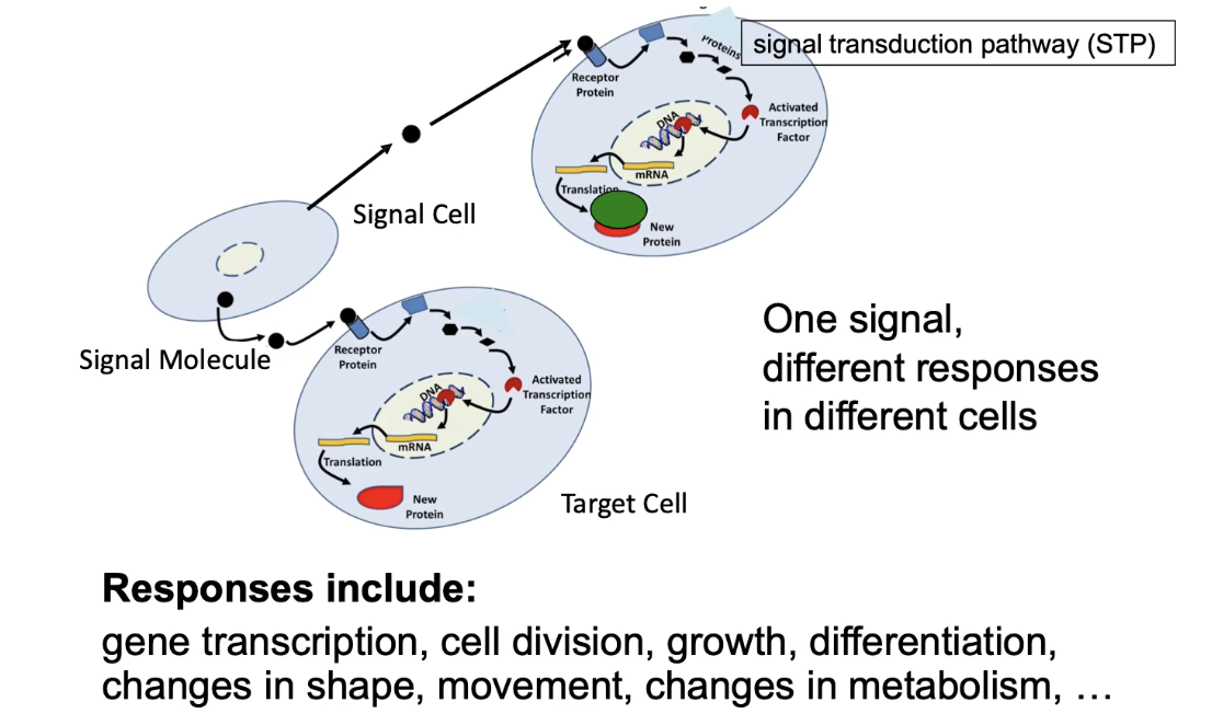 <ul><li><p><strong>First level:</strong> specificity of ligand-receptor binding</p><ul><li><p>Only cells with the matching receptor respond</p></li></ul></li><li><p><strong>Second level:</strong> specificity of intracellular response</p><ul><li><p>Same signal can activate different proteins in different cells</p></li><li><p>Leads to varied outcomes (e.g., transcription factor activation, movement, metabolism)</p></li></ul></li><li><p>Signal transduction pathway translates extracellular signal into specific cellular response</p></li><li><p>Specificity determined by <strong>internal signal transduction pathway</strong></p></li></ul><p></p>