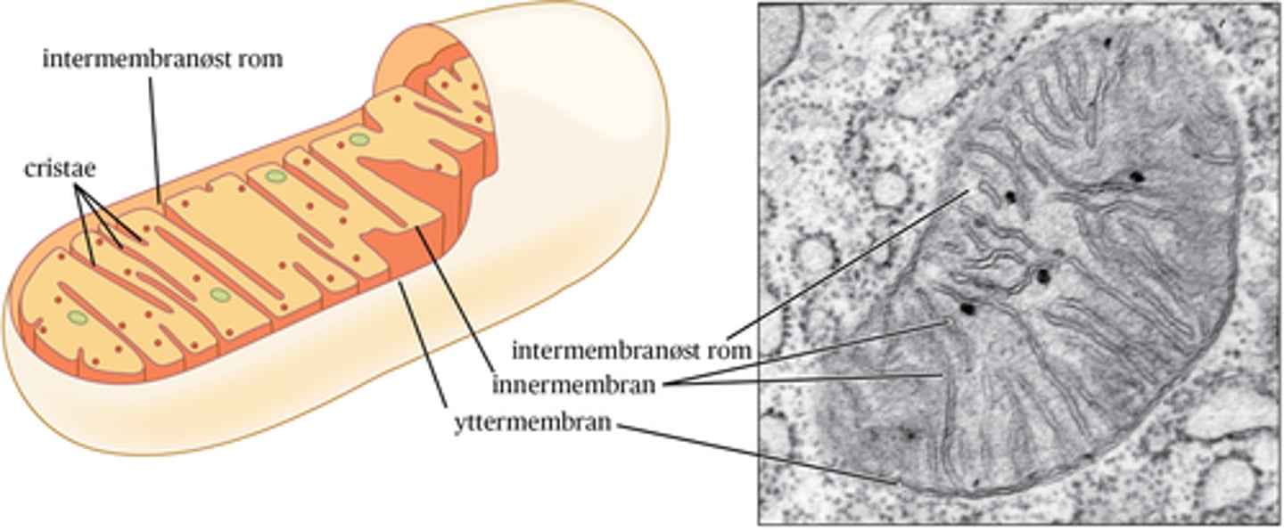 <p>Finnes i cellens cytoplasma, avgrenset mot cytosol av en dobbeltmembran, der den indre membranen danner innbuktninger i form av tynne vegger. </p>