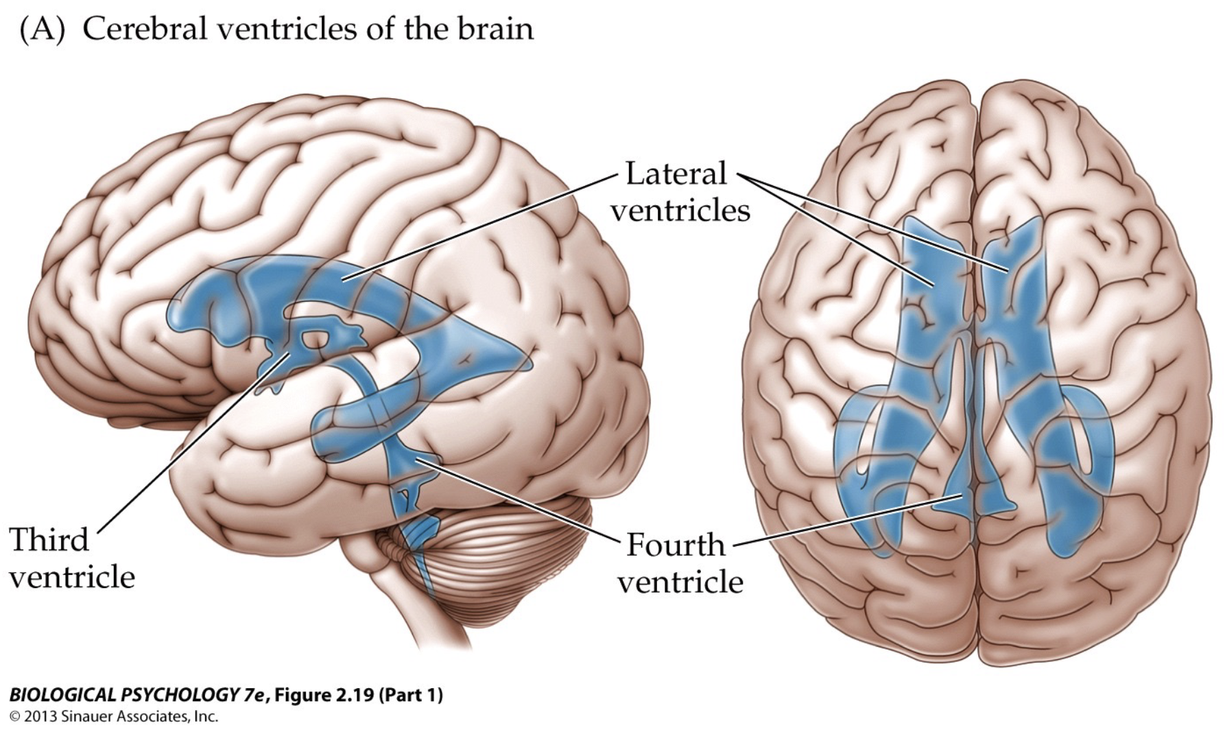 <p>protection and supplies</p><ul><li><p>fluid filled</p></li><li><p>shock absorbers</p></li><li><p>exchange of nutreints etc. between blood vessels and brain tissue</p></li><li><p>choroid plexus crucial for producing cerebrospinal fluid</p><ul><li><p>network of blood vessels and cells in the ventricles that are covered by a thin layer of cells that make cerebrospinal fluid -CSF drains out of the bottom of the ventricles and surrounds the brain and spinal cord and it is also gradually recycled into the blood</p></li></ul></li></ul>