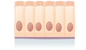 <p>What is the layer and shape of this epithelium?&nbsp;</p>